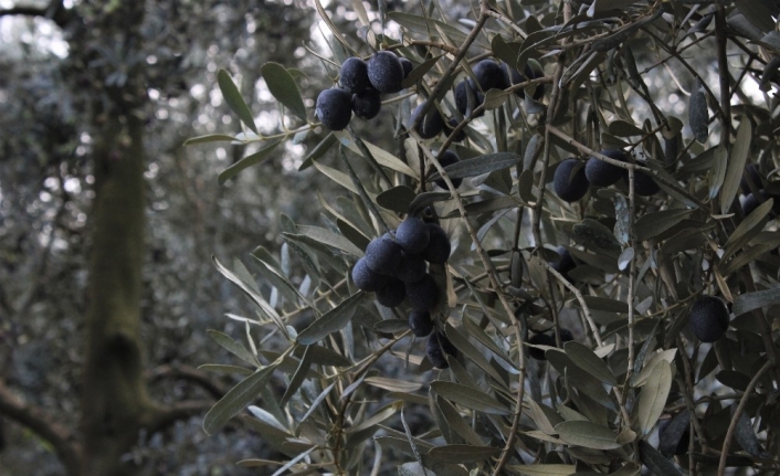  Böyle Giderse Zeytin Üretecek Üretici Kalmayacak