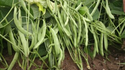  Türkiye’de Taze Fasulye Türünde Islah Yapan Tek Firma Olarak