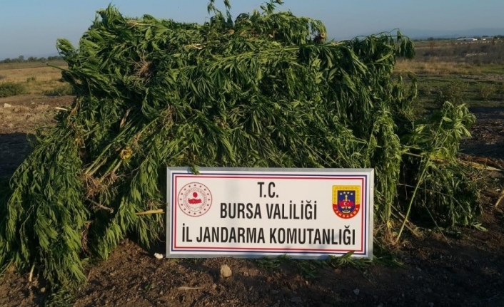 Drone İle Havadan Kontrol Yapan Jandarma Ekipleri, Mısır Tarlasında Kurutulmaya