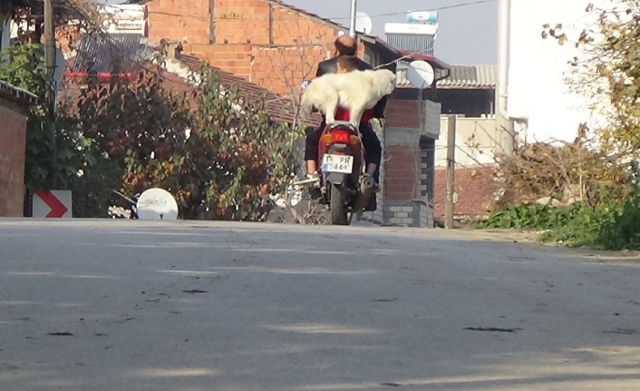  Bursa İnegöl İlçesinde Rüzgar İsimli Köpek Sahibiyle Birlikte Motosikletle