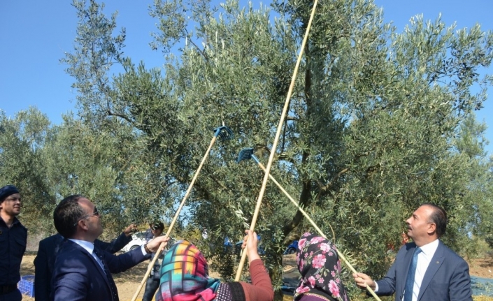 Mudanya İlçesinde Zeytin Hasadı Başladı.