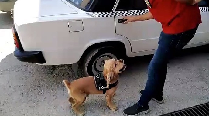 Narkotik Köpeği Uyuşturucuyu Arayarak Buldu.
