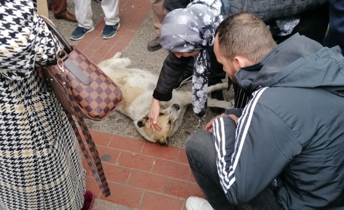  Bursa’da Bir Süre Aksayarak Yürüdükten Sonra Kendisini Yere Bırakan