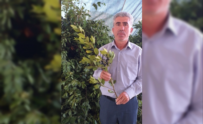  Ferahlatıcı Ve Aromatik Özelliğinin Yanı Sıra Sağlık Açısından Da