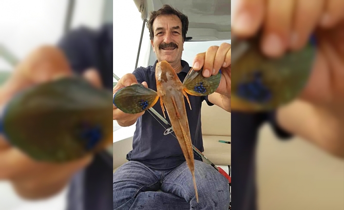 Gömeç İlçesinde Öğretmenin Oltasına Bir Kliloya Yakın Kırlangıç Balığı Takıldı.