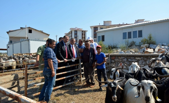  Bayrama Sayılı Günler Kala Kurban Pazarında Hareketlilik Başladı.