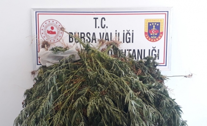  Bursa (iha) - Bursa İznik'te Ekili 291 Kök Kenevir