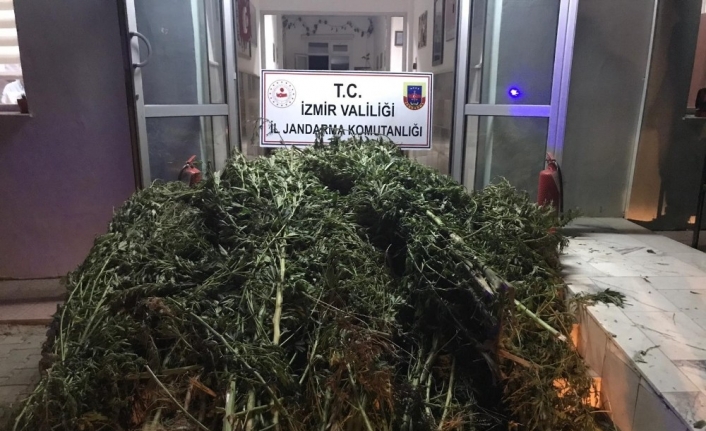 Beydağ'da Jandarma Devriyesi Ormanlık Alanda Ekili Hint Keneviri Ele Geçirdi.