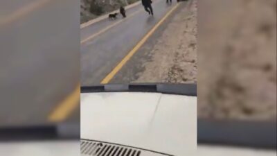  Otoyola İnip Sürücülere Ve Köpeğe Saldıran Domuzu Böyle Vurdu