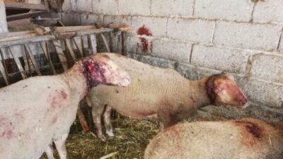  Bursa’nın Yenişehir İlçesinde Küçükbaş Havanların Bulunduğu Ahıra Giren Sokak