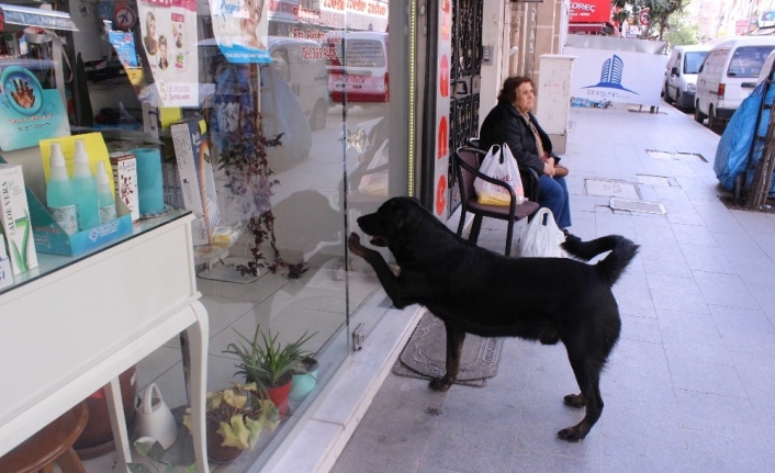 İzmir’in Karşıyaka ilçesinde bir sokak köpeği, her gün aynı saatte