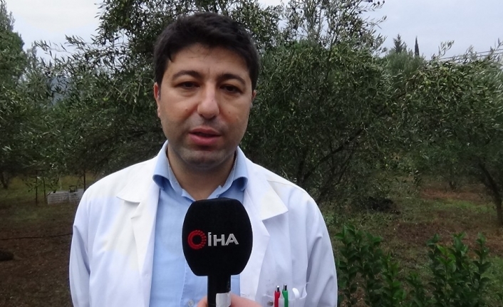  Zeytin Hasadı Ve Zeytinyağı Üretimi Sezonu Hızla Devam Ederken