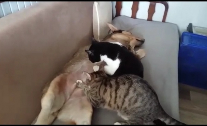 Bursa’nın İznik ilçesinde bir köpek, öksüz 2 kedi yavrusunu emzirip