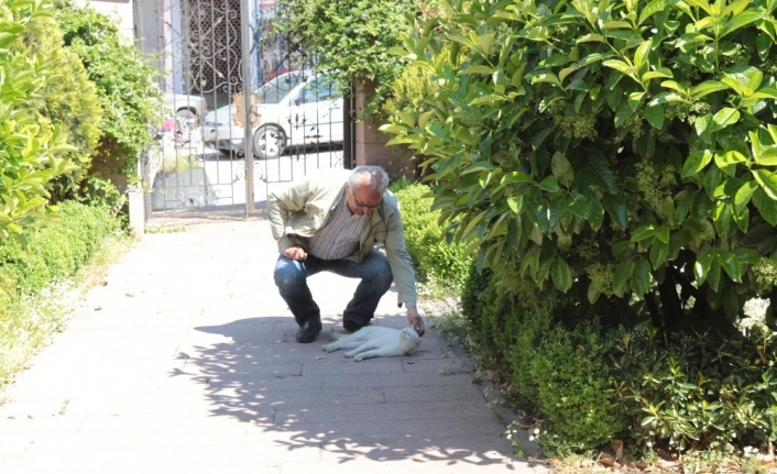 Balıkesir Gazeteciler Cemiyeti’nin bahçesinde barınan yaklaşık 20 kediden birisi olan