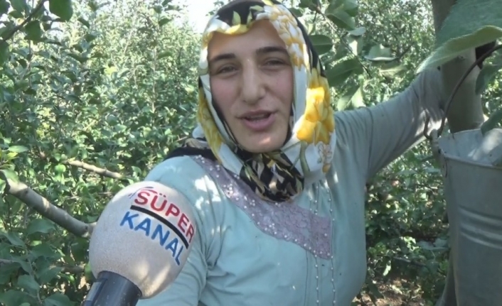  Bursa'nın İnegöl İlçesinde Elma Hasadı Yavaş Yavaş Biterken, Deveci