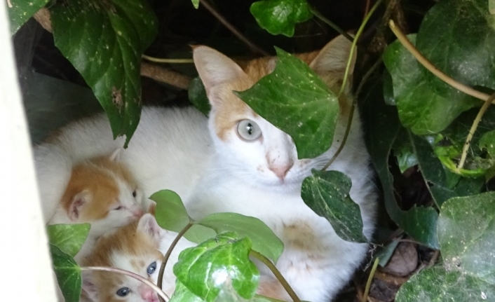 Bursa’da bir okulun öğretmenleri 6 yıldır her sene yavrulayan kedi