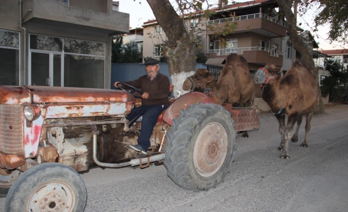  Çanakkale’nin Kurşunlu (dörtyol) Köyünde Son Bahar Aylarının Gelmesiyle Güreş