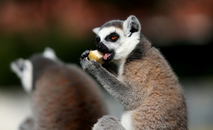 Dünyada Her Ekim Ayının Son Cuması Lemurlar Günü Olarak Kutlanıyor.