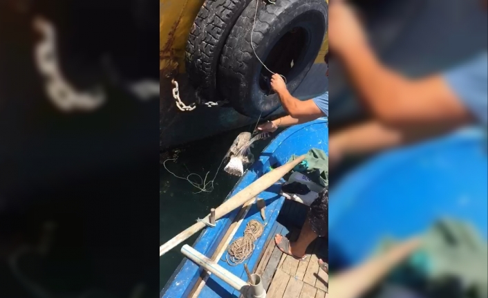  Kurşunlu Limanında İplere Takılarak Su Yüzeyinde Mahsur Kalan Martıyı,