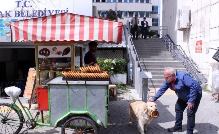 İzmir Kemeraltı’nda gözlük tamircisi Necati Ertükel’in sevimli köpeği 10 yaşındaki
