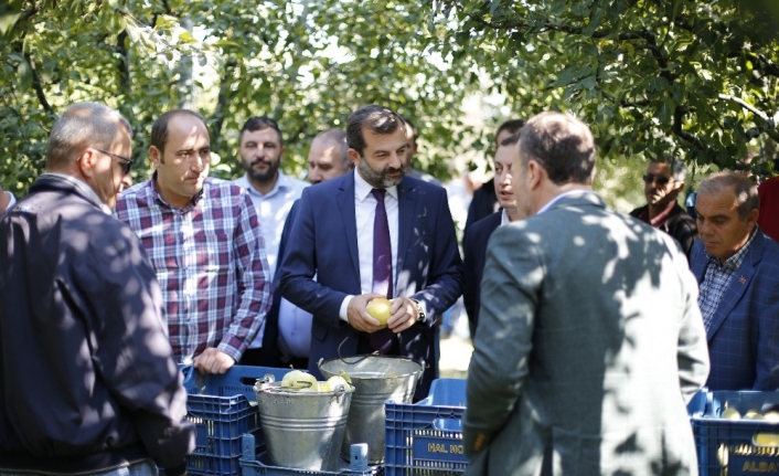  Bursa'nın Gürsu İlçesinde Dünyaca Ünlü Deveci Armudunun Bu Seneki