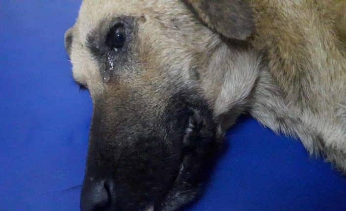  Kazada Yaralanan Köpeğin Gözyaşları...büyükşehir O Gözyaşlarını Dindirdi
