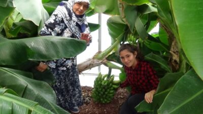Balıkesir’in Edremit İlçesinde Kazdağlarının Eteklerindeki Çikrikçi Ovasında Sera İşletmeciliği Yapan