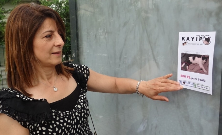  Kendisine Emanet Edilen Kedi Firar Etti Para Ödülüyle Sokak