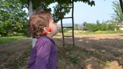 Bursa’nın İnegöl İlçesinde yılın ilk kiraz hasadı başladı. Kırağının vurduğu