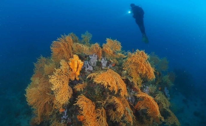 24 Adası Ve 60 Dalış Noktası İle Dalış Meraklılarının En