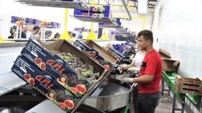  Kara İncir Hasadı (arşiv)