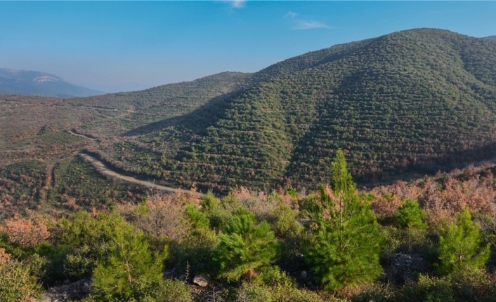 Balıkesir’de 2013 yılında 7 gün süren ve bin 610 hektarı
