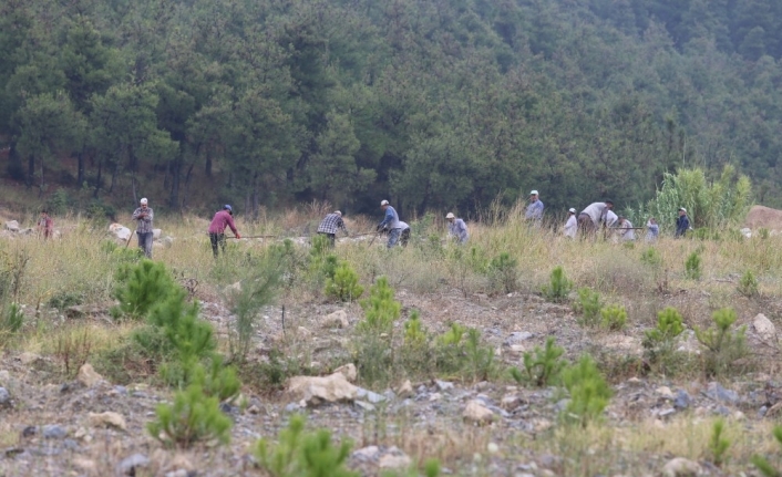 Bursa’da 80 Dönümlük Demirtaş Maden Sahası Da Dikilen 20 Bin