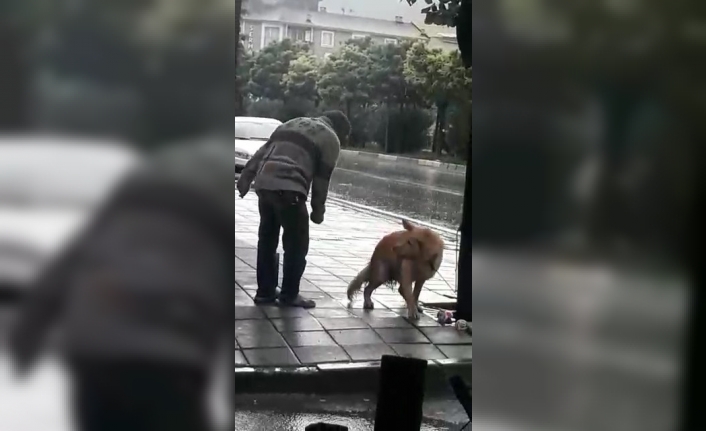  Bursa’nın Gemlik İlçesinde Sağanak Yağmurda Ağaca Bağlı Köpeğe Yumruk