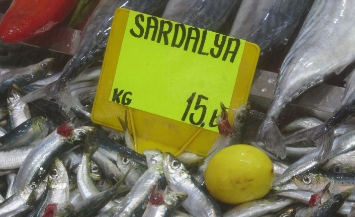  Çanakkale’de Yaz Aylarında 25-30 Lira Arasında Satılan Sardalyanın Kilogram