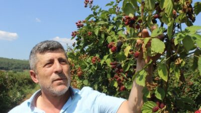 Tadına Bakanların Hayran Olduğu Böğürtlen Dalında 8 Lira