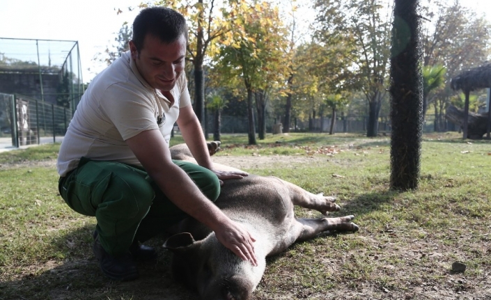  Güney Amerika'dan Bursa Hayvanat Bahçesi'ne Getirilen Brezilya Tapirlerine Her