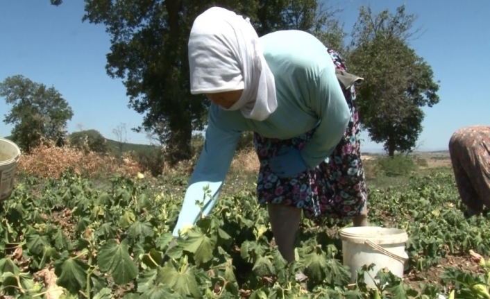  Balıkesir’in Altıeylül İlçesine Bağlı Bayat Kırsal Mahallesi’nde Bamya Üreticileri