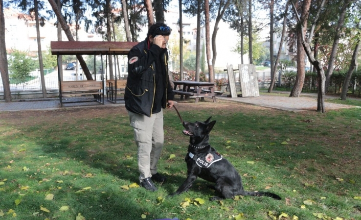  Şirnak’ta Başarılı Narkotik Operasyonlarla Adını Duyuran Dedektör Polis Köpeği