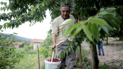  Türkiye'nin En Kaliteli Kirazı Olarak Bilinen Ziraat 900 Cinsi