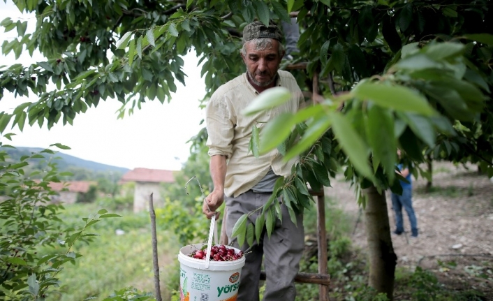  Türkiye'nin En Kaliteli Kirazı Olarak Bilinen Ziraat 900 Cinsi