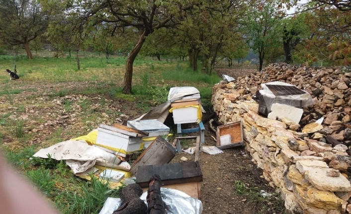 Bursa’da köylülerin arı kovanlarına dadanan ayılar her gün gelip kovanları