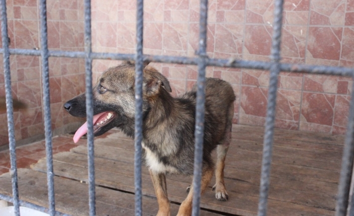Mustafakemalpaşa Belediyesi, Üzerinden Aracın Geçip Sakat Kalan Köpeği Yaptığı Ameliyatla