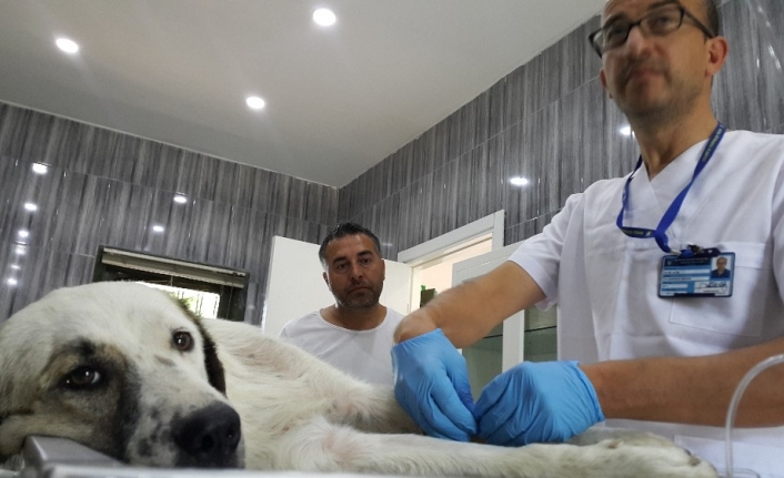  Bursa’da Aracın Çarpmasi Sonucu Kanlar İçinde Kalan Köpek, Bursa