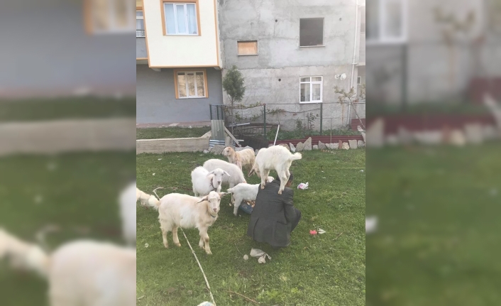 Bursa’nın İnegöl ilçesinde bir genç ile beslediği oğlağın dostluğu ilgiyle