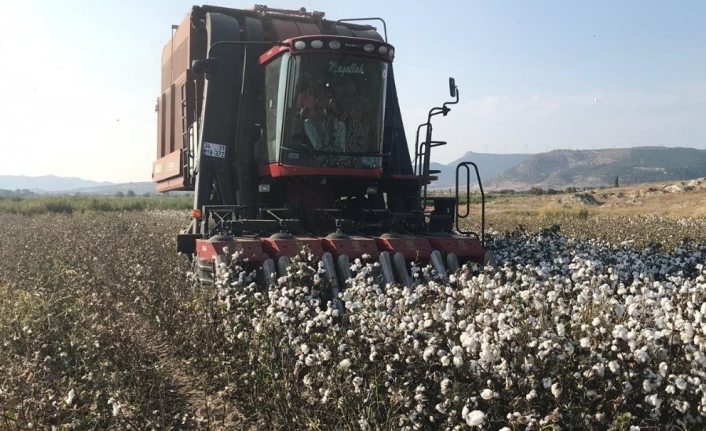  İzmir'in Foça Ve Menemen İlçesinde Pamuk Yetiştiriciliği Yapan Üreticiler,