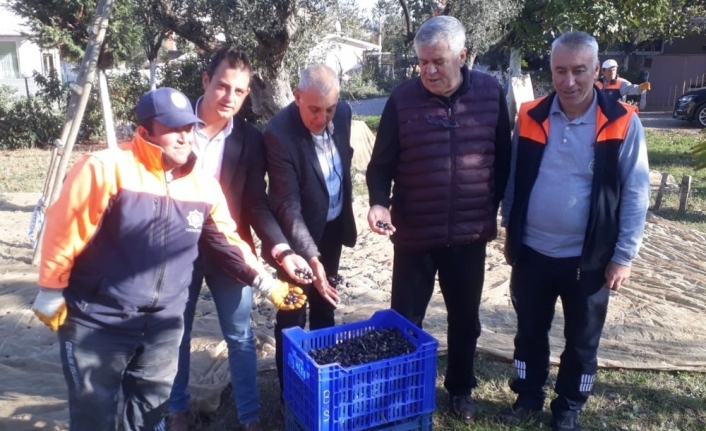Belediyesi, Parklardaki Zeytinleri Toplayarak İşleyecek.