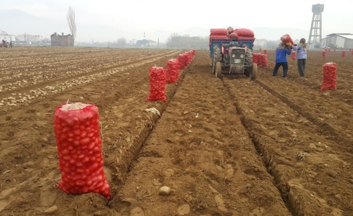  Patates Üretimiyle Ünlü Ödemiş İlçesinde Hasat Başladı. Sökümlerin Yeni