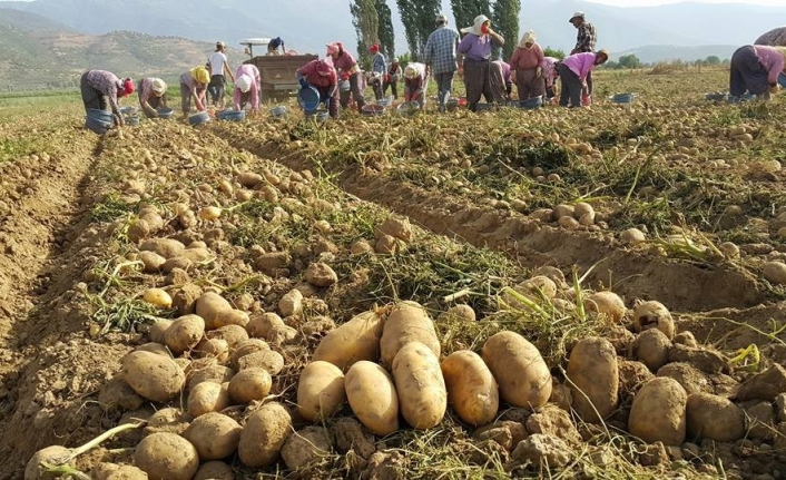  İzmir'in Patates Üretimi İle Ünlü Ödemiş İlçesinde Patates Üreticileri,