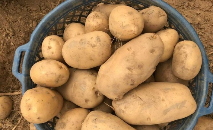 Türkiye’nin coğrafi işaretli patates üretim merkezi İzmir’in Ödemiş ilçesinde üreticiler,